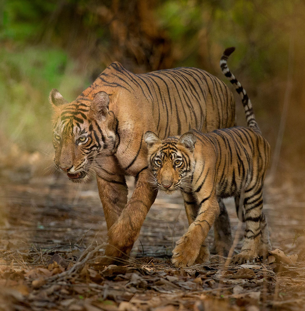 Ranthambore_Tiger2.jpg