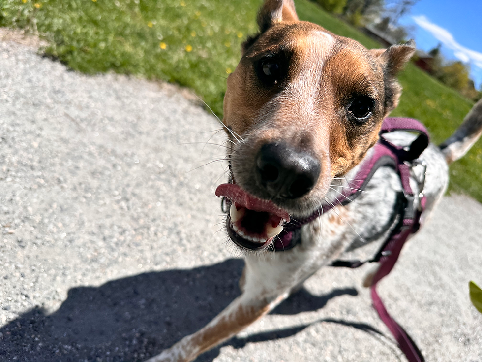 Happy dog smiling with a leash on a sunny, outdoor gravel path.