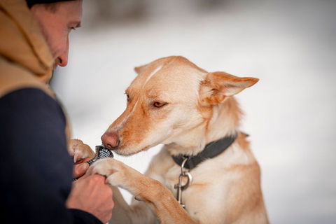 Hundetrainer Olli Starke
