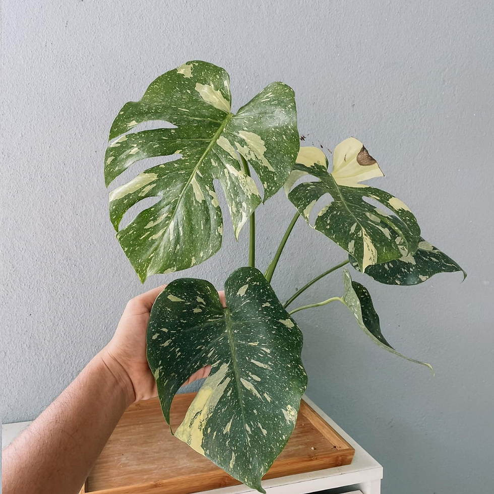 Thumbnail: Monstera Thai constellation Plant