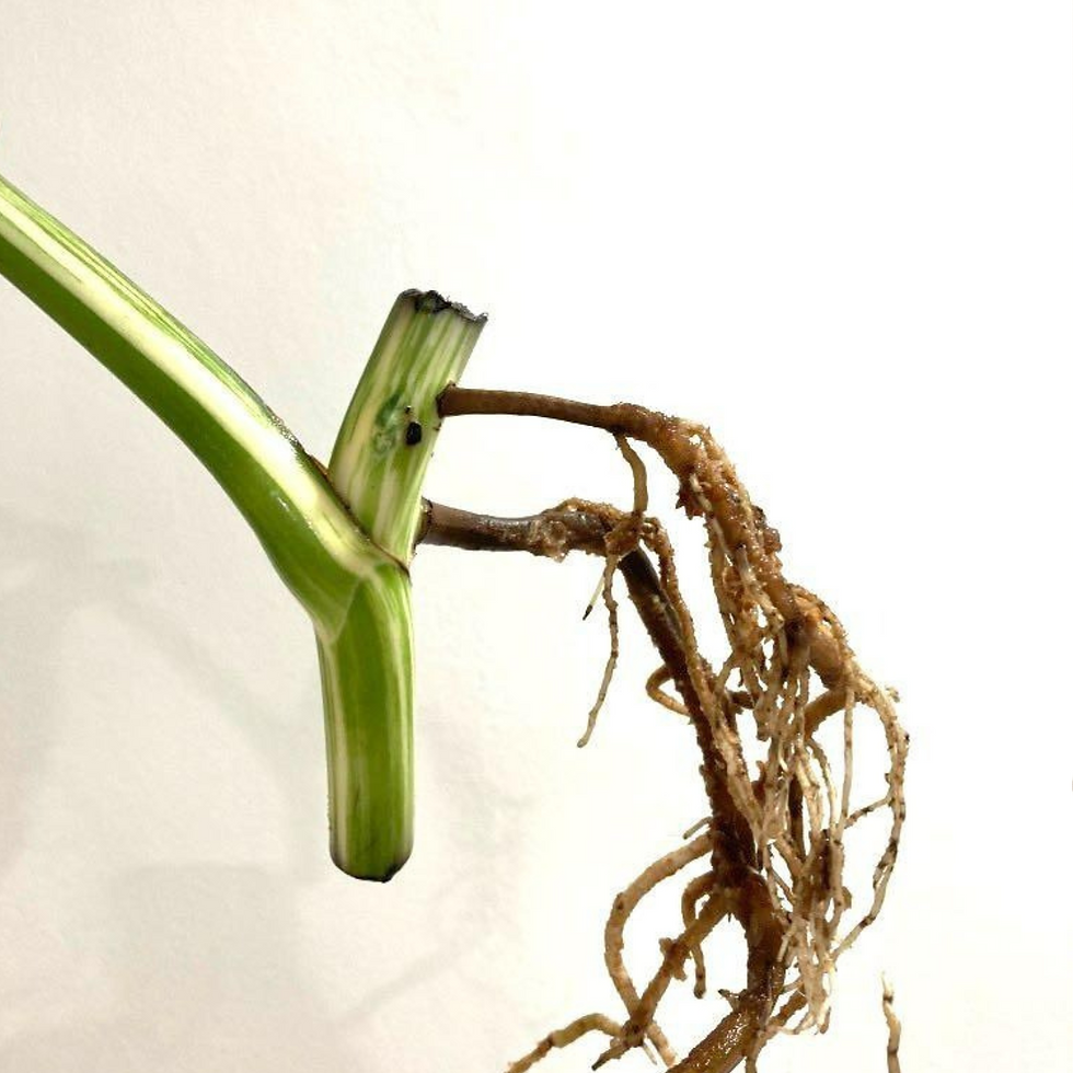 Thumbnail: Monstera Albo High Variegated Cutting