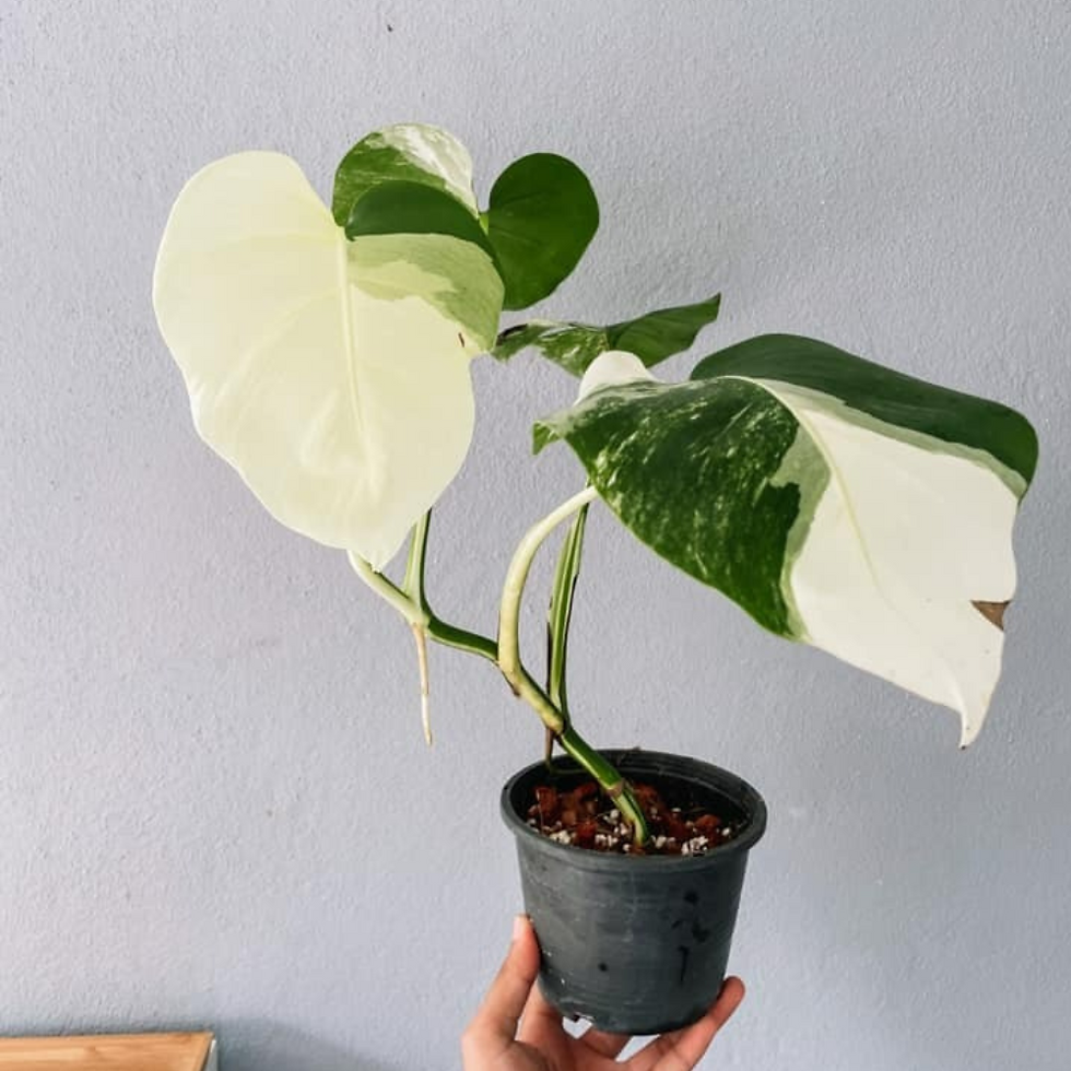 Thumbnail: Monstera Borsigiana Albo Plant with Pot