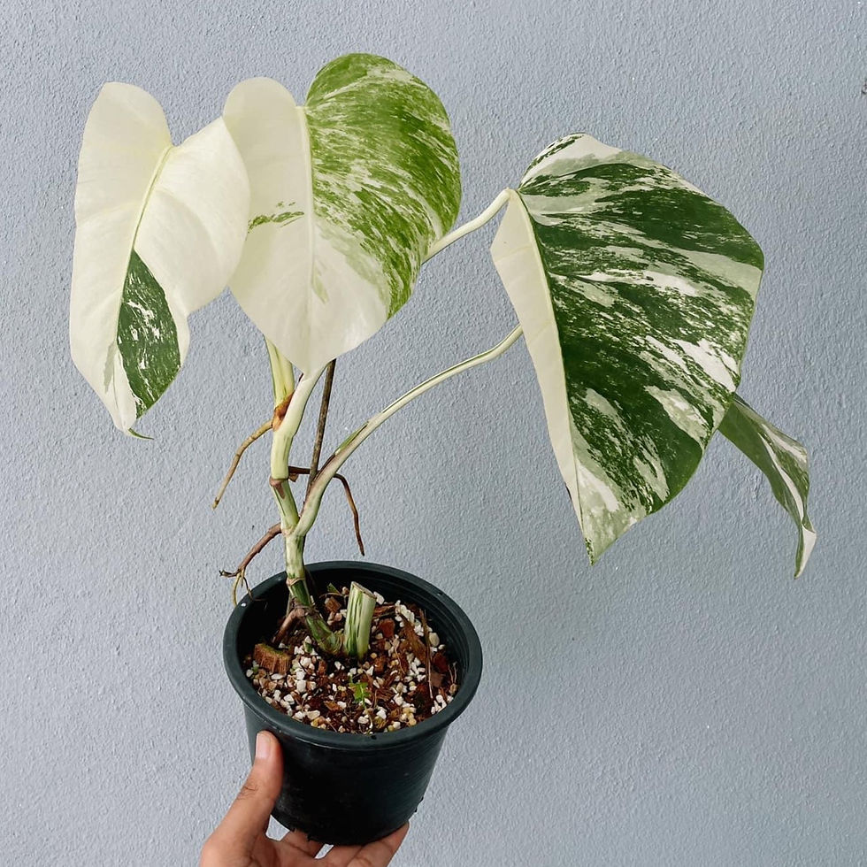 Thumbnail: Monstera Borsigiana Variegated Plant