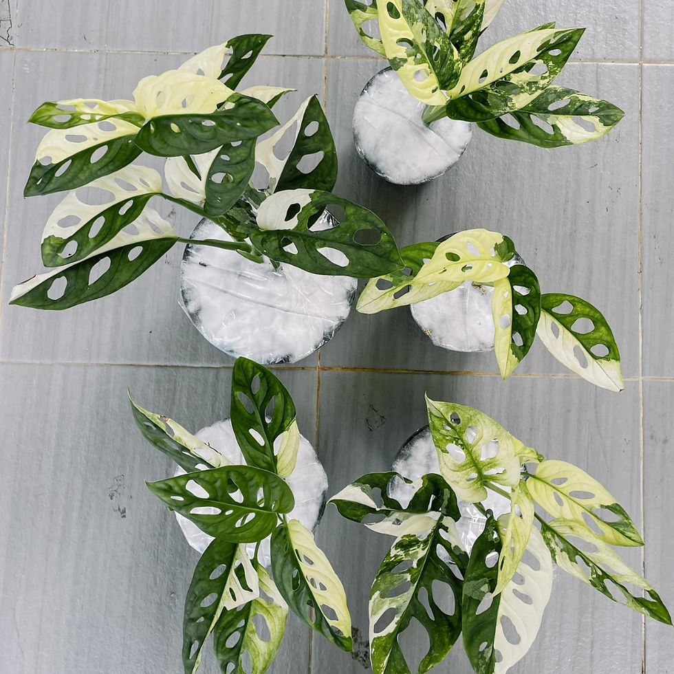 Thumbnail: Monstera Adansonii Variegated Plant