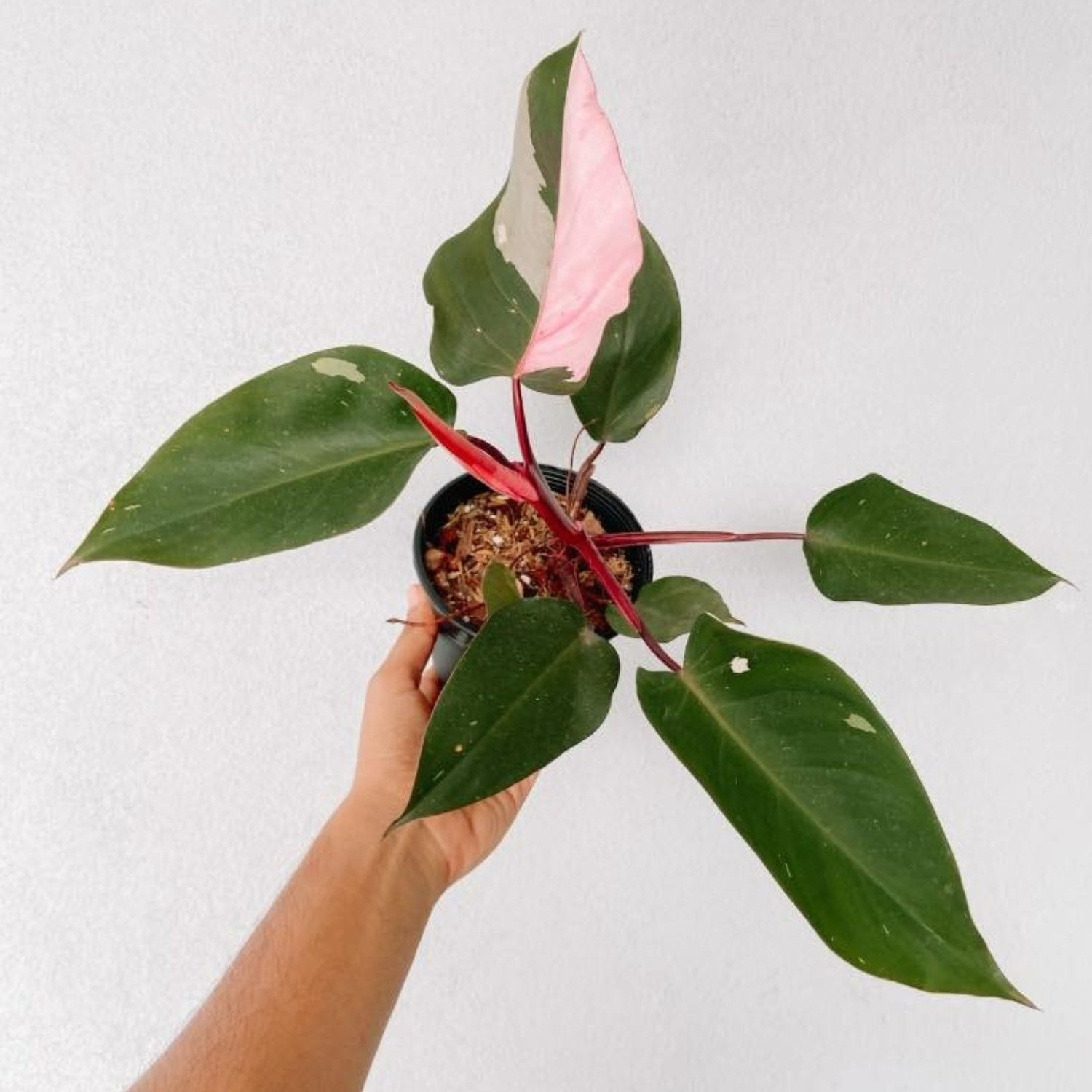 Philodendron Pink Princess Plant With POT