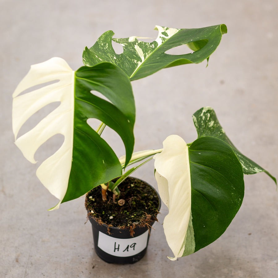 Thumbnail: Monstera Half Moon Plant with Pot