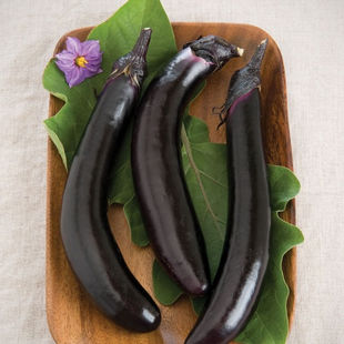 High-yielding plants produce armloads of attractive, slender, and glossy fruits. Sets fruit even in cool weather and under heat stress. Tender, delicately flavored, and quick cooking.