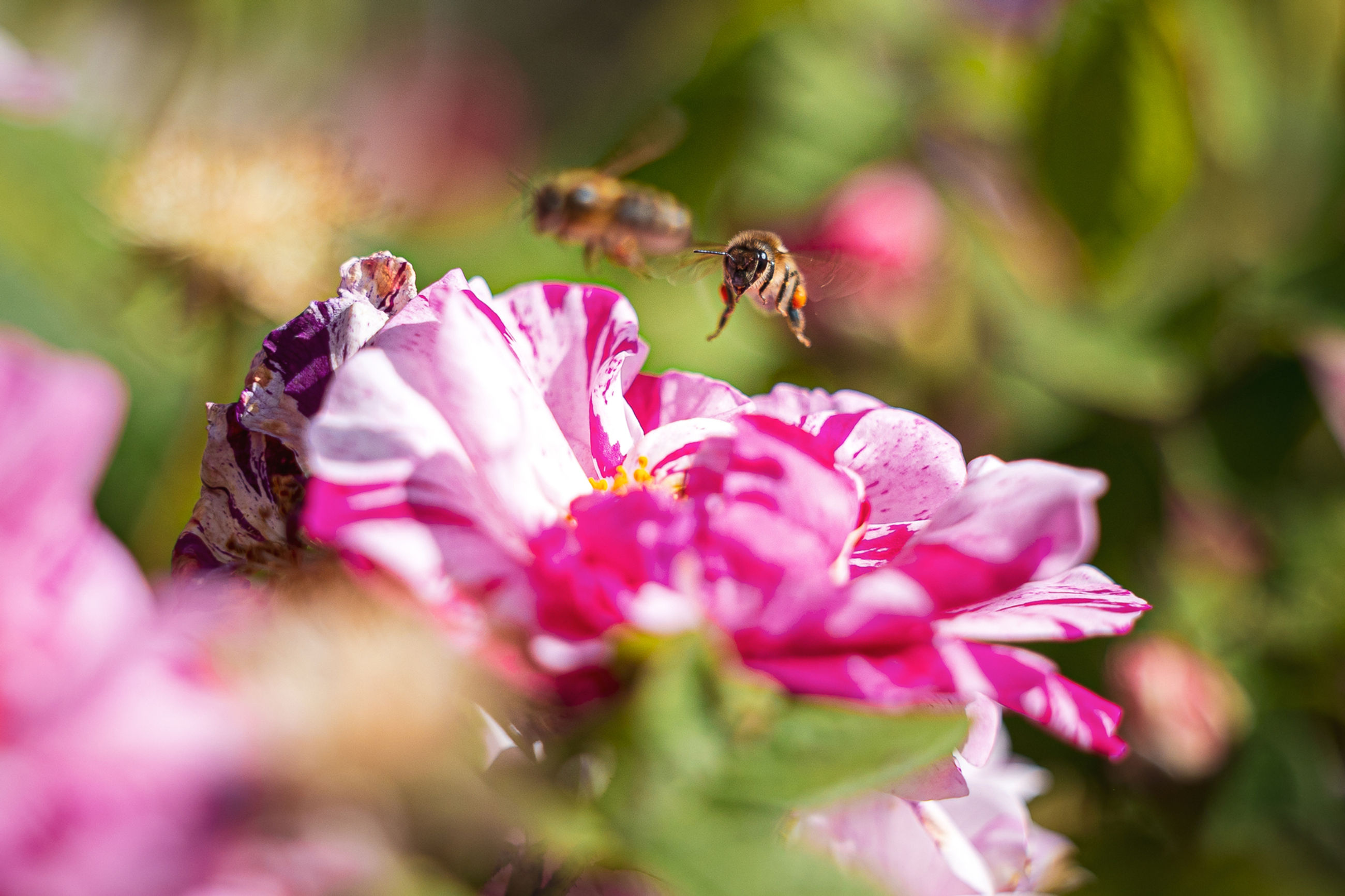 Rosenblüte mit Bienen