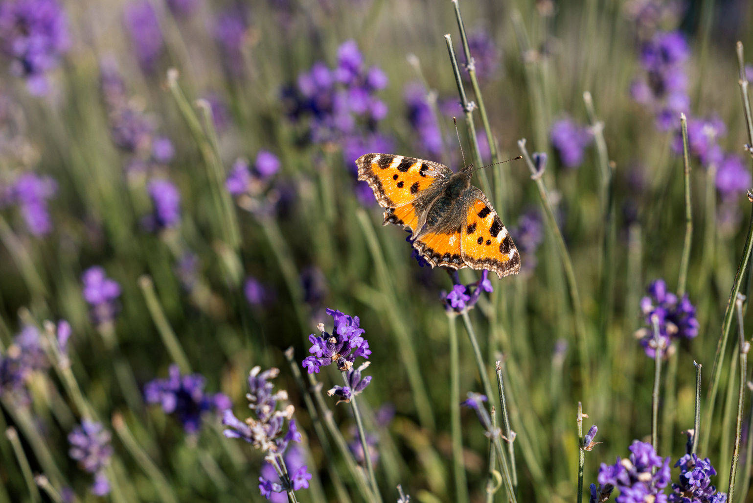 Lavendel | Flickflauder | Schmetterling | Kräuter Schopf