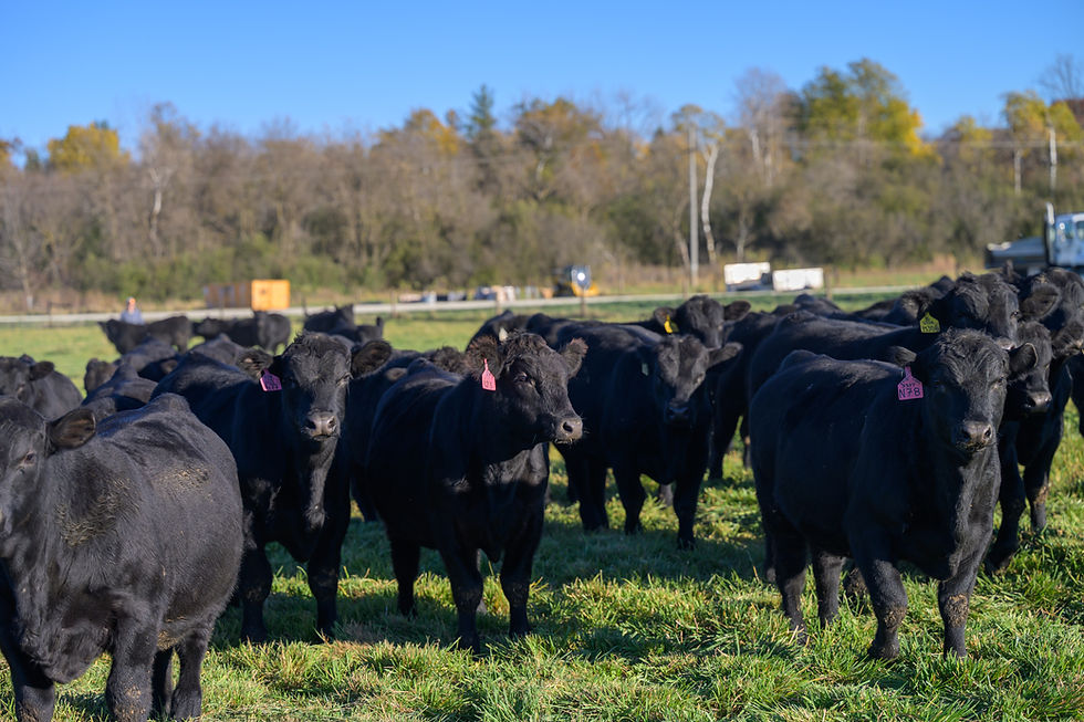 Copy of 2025-11-03_RossmanFarmsGenetics_120-1 (1).JPG