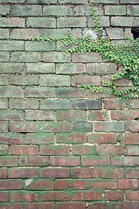 colpo-verticale-di-piante-verdi-che-crescono-su-un-vecchio-muro-di-ciottoli-arrugginito.jp
