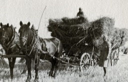 Getreidefuhre, Bild aus _Die Rieser Landwirtschaft im Wandel_.jpg