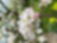 Apfelblüte.jpg