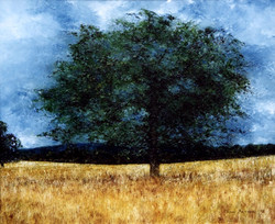 Ockley Oak