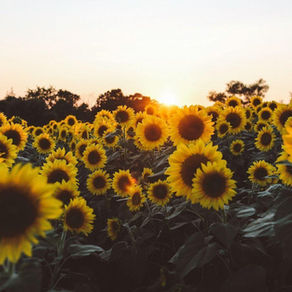 Comfort Playlist