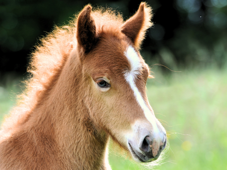 Do's and don'ts when giving birth to a foal
