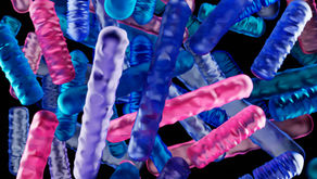 microbiote et acouphenes