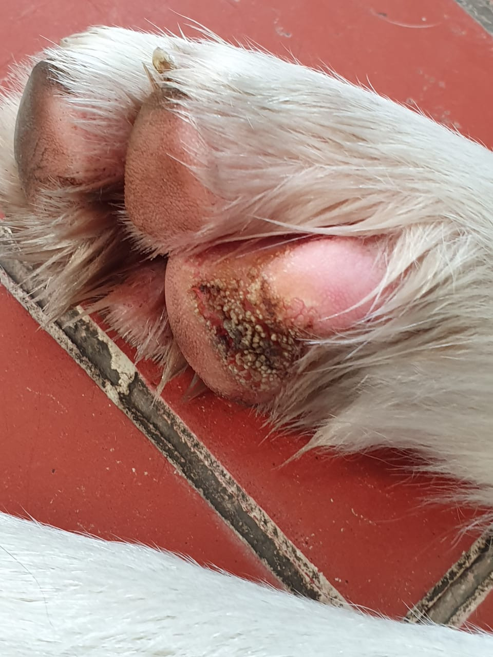 Cojinete lastimado en perro.