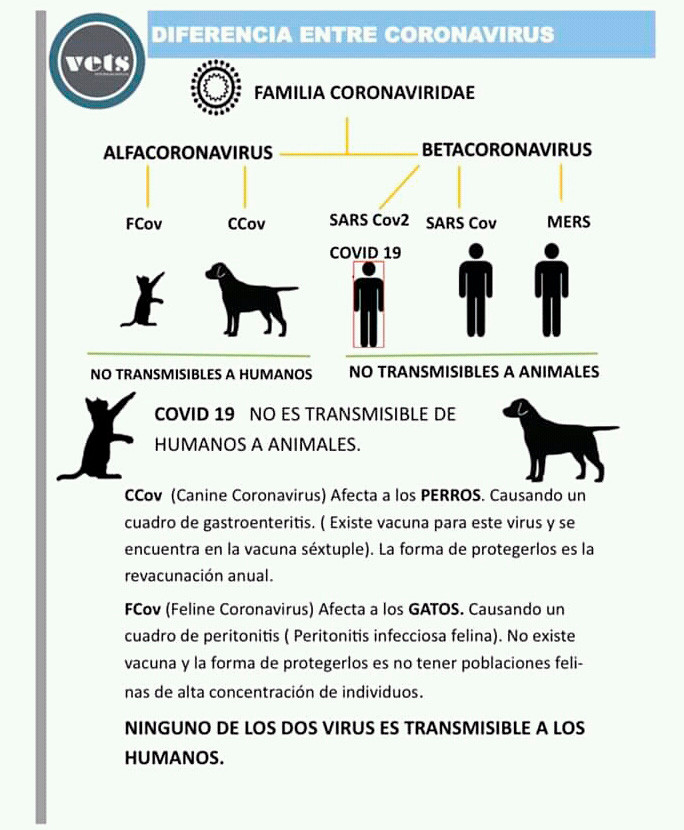 Diferencias entre los coronavirus que afectan a las mascotas y a los humanos.