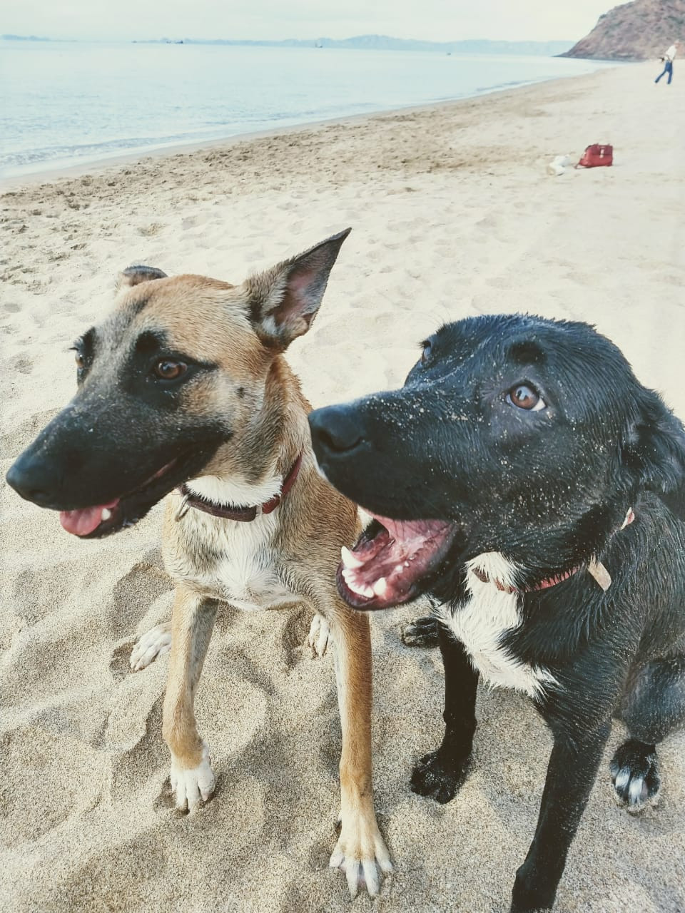 Perros en la playa