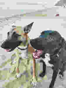 Perros en la playa