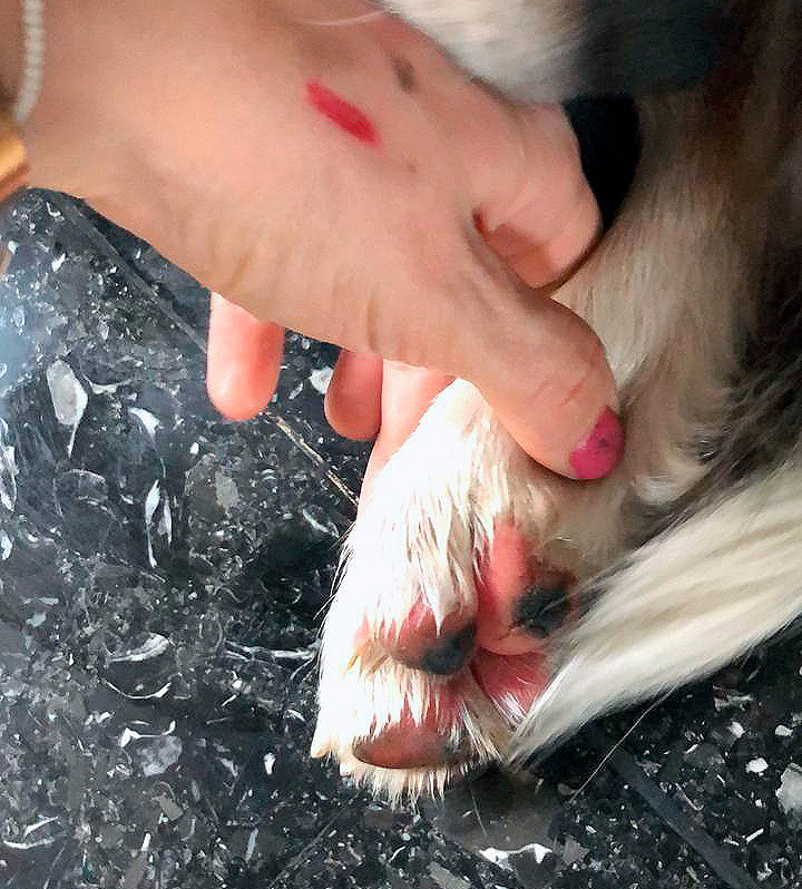 Cojinetes irritados en perro.