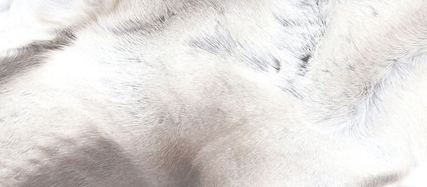 Reindeer Fur Light.jpg