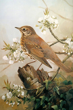Song Thrush