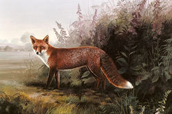 Red Fox