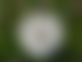 Eine Biene klärt auf – wie kommt der Apfel an den Baum?