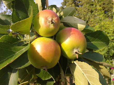 Biene und Ameise haben die Nase vorn