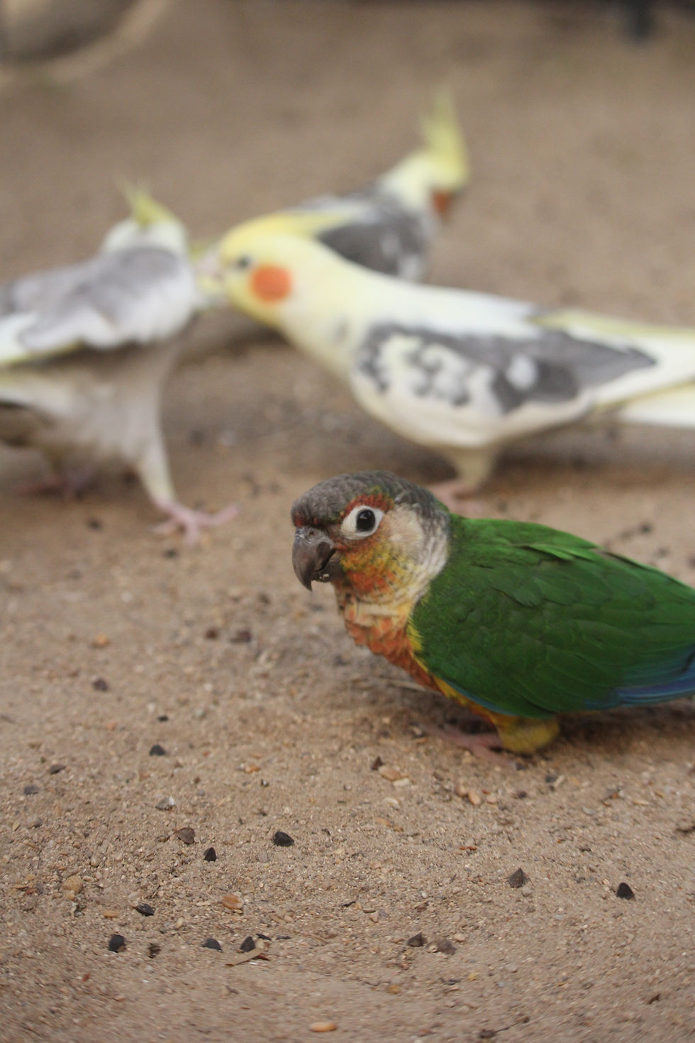 Se suele decir que pericos del nuevo mundo (como las pyrrhuras) y las ninfas no pueden compartir espacio. Es un ejemplo más del dogmatismo de internet, que la vida real se empeña en refutar. Y es que, como en casi todo, la respuesta suele ser "depende". - Fotografía de Noelia Sánchez.