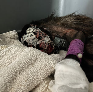 Un mono aullador congo electrocutado en estado crítico