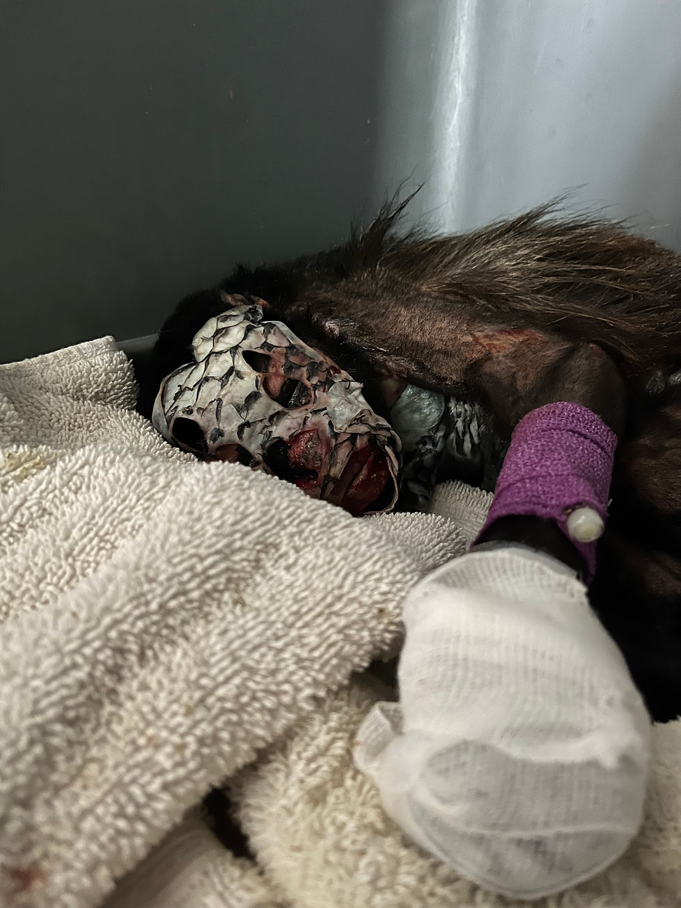 Hay casos que son verdaderamente desoladores y en los que es realmente difícil saber cuál es la decisión correcta, como el de esta monita electrocutada. - Fotografía propia.