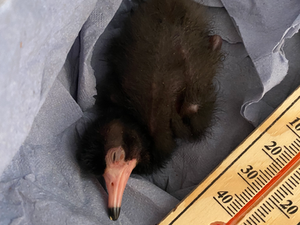 Crianza artificial de Ibis Escarlata