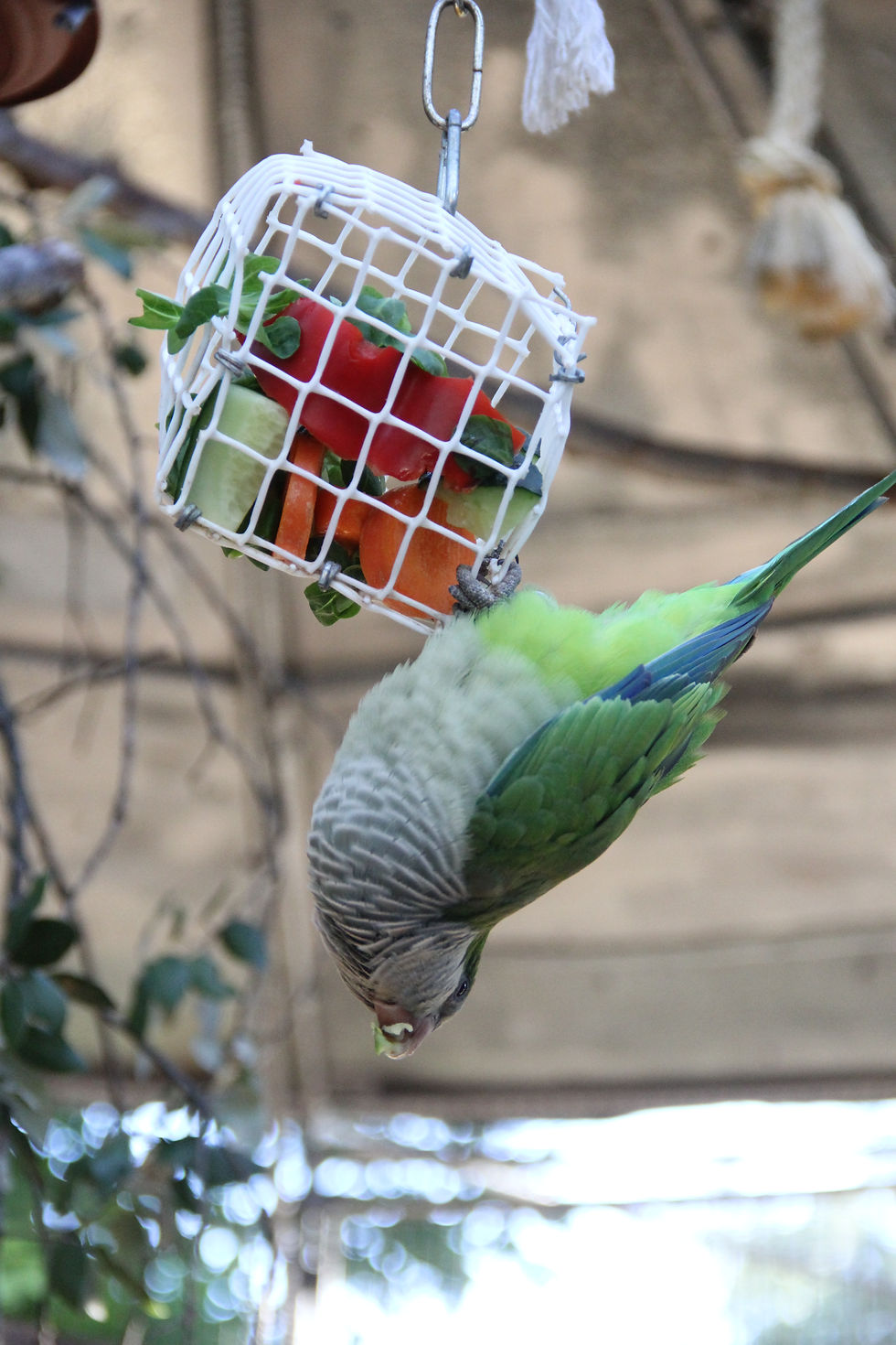 Los comportamientos naturales no tienen porqué promoverse utilizando elementos o materiales naturales. Los animales satisfacen sus motivaciones ejecutando conductas y viviendo experiencias. No son simples depósitos de estímulos, que se contentan con "ver verde a su alrededor". - Fotografía de Noelia Sánchez.