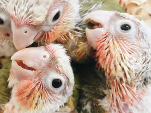 Reproducción y crianza de psitácidas