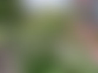 Transforming an Urban Median into a Pollinator Garden