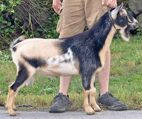 Magic & Moongazer's Sire.jpeg