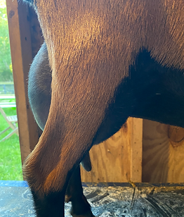 Magik's SideUdder.jpeg