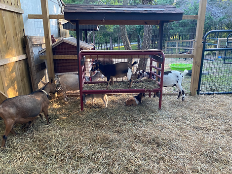 Blackbirdhayfeeder.jpeg