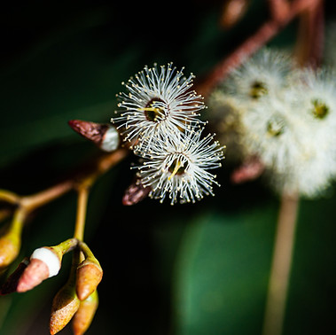 ジャラの木の花
