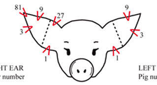 Ear Notches