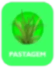 pastagem.webp