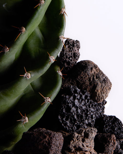 Cactus and lava rocks