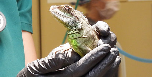 reptile-veterinary-care_edited.jpg