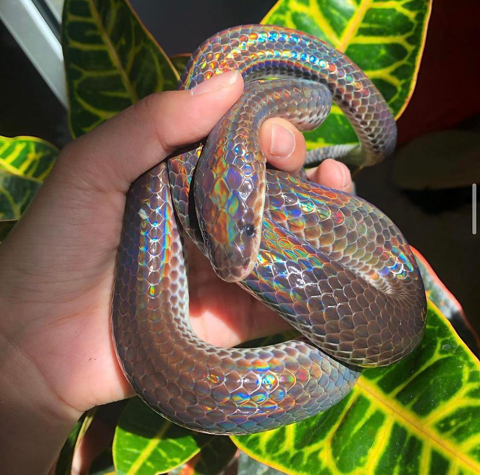 The Neo Tropical Sunbeam Snakes… good for a pet?