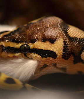 How-often-do-you-feed-a-ball-python.jpg