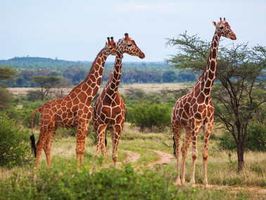 Giraffe Facts!
