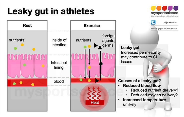 A health gut and a leaky gut during exercise